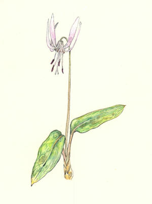 かたくり Erythronium japonicum ユリ科 Liliaceae