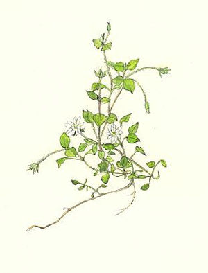 みやまはこべ　Stellaria sessiliflora