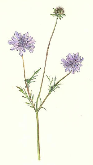 まつむしそう Scabiosa japonica マツムシソウ科 Dipsacaceae