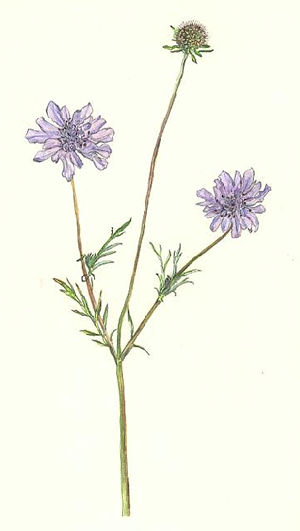 まつむしそう　Scabiosa japonica　マツムシソウ科 Dipsacaceae