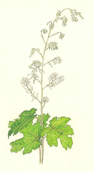 たけにぐさ　Macleaya cordata　ケシ科　Papaveraceae