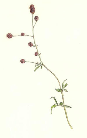 われもこう Sanguisorba officinalis　バラ科　Rosaceae