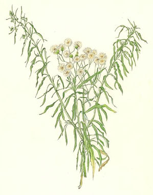 あれちのぎく Erigeron bonariensis キク科 Compositae
