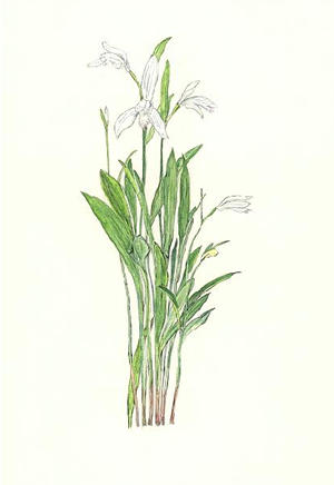 しろはなときそう Pogonia japonica f.alba ラン科 Orchidacae