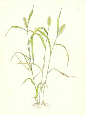 えのころぐさ Setaria viridis イネ科 Poaceae
