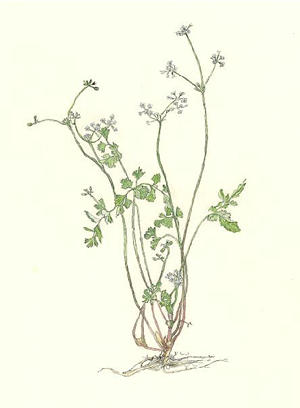 せんとうそう　Chamaele decumbens　せり科　Umbelliferae