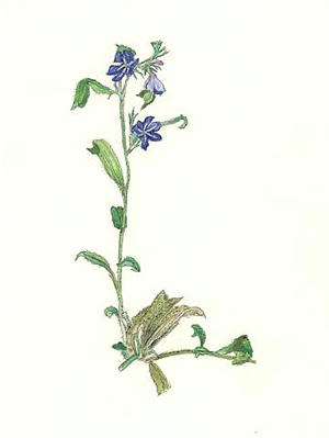 ほたるかずら Lithospermum zollingeri ムラサキ科 Boraginaceae
