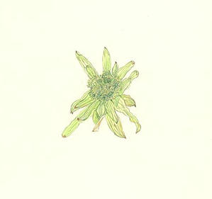 ふき Petasites japonicum キク科 Compositae