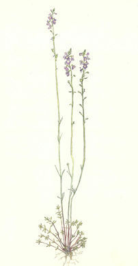 まつばうんらん Linaria canadensis ゴマノハグサ科 Scrophulariaceae