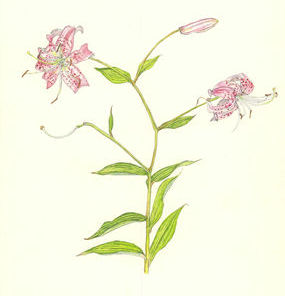 かのこゆり Lilium speciosum ユリ科 Liliaceae