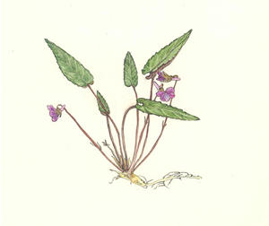 しはいすみれ Violea Violacea スミレ科 Violaceae