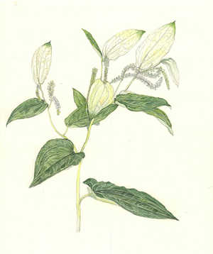 はんげしょう Saururus chinensis ドクダミ科 Saururaceae