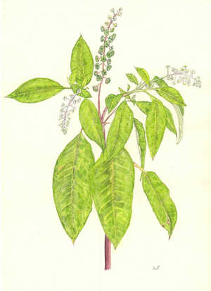 ようしゅやまごぼう Phytolacca americana マゴボウ科 Phytalaccaceae