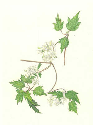 ぼたんづる Clematis apiifolia キンポウゲ科 Ranunculaceae