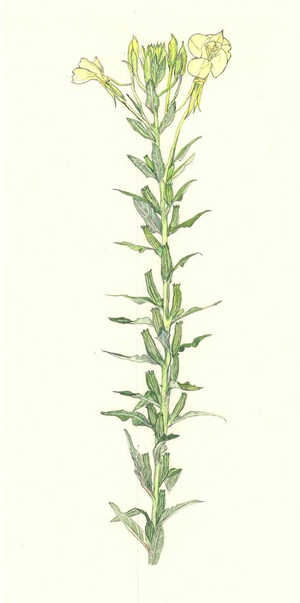 めまつよいぐさ Oenothera biennis アカバナ科 Onagraceae