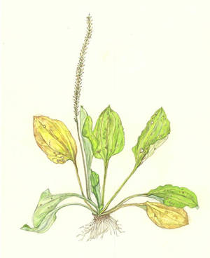 おおばこ　Plantago asiatica　オオバコ科　Plantaginaceae