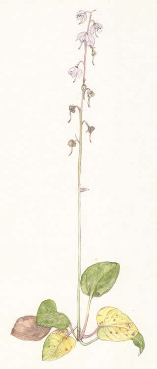 べにばないちやくそう Pyrola incarnata イチヤクソウ科 Pyrolaceae