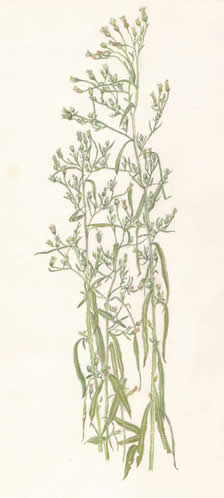 ひめむかしよもぎ Erigeron canadensis キク科 Compositae