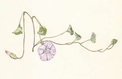 はまひるがお　Calystegia soldanella　ヒルガオ科　Convolvulaceae