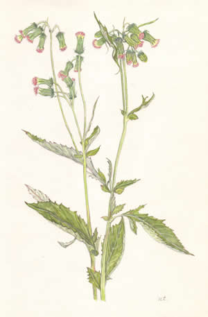 べにばなぼろぎく Crossocephalum crepidioides キク科 Compositae