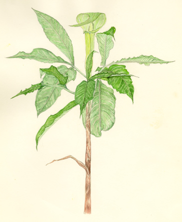 あおまむしぐさ Arisaema serratum サトイモ科 Araceae